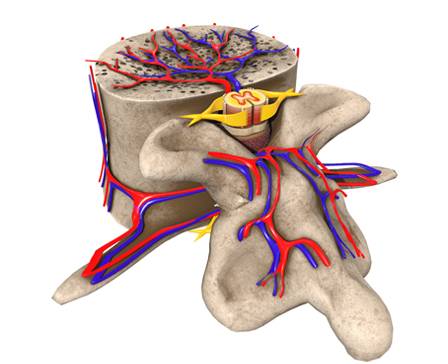 Позвонки со спинным мозгом