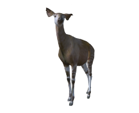 Okapi